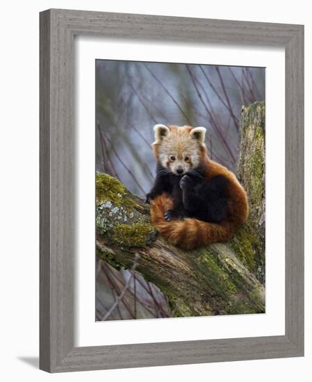 Red Panda (Ailurus Fulgens), Himalayas-Andres Morya Hinojosa-Framed Photographic Print