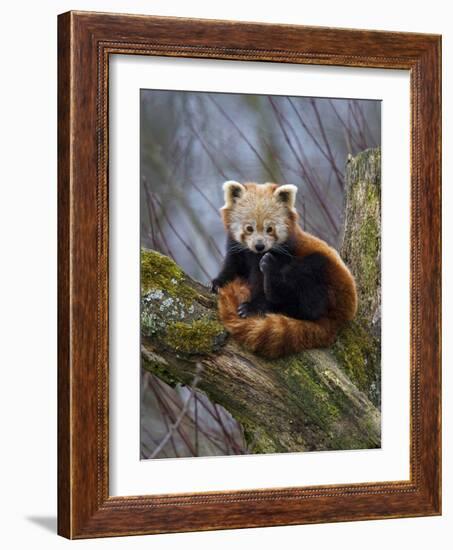 Red Panda (Ailurus Fulgens), Himalayas-Andres Morya Hinojosa-Framed Photographic Print