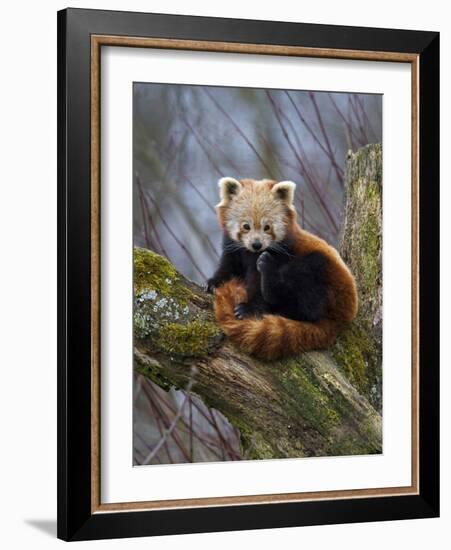 Red Panda (Ailurus Fulgens), Himalayas-Andres Morya Hinojosa-Framed Photographic Print