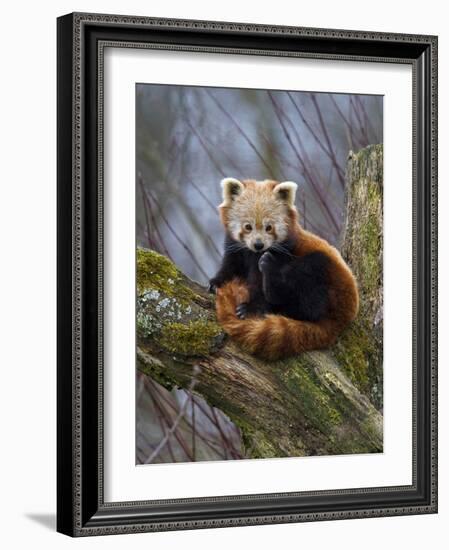 Red Panda (Ailurus Fulgens), Himalayas-Andres Morya Hinojosa-Framed Photographic Print