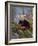 Red Panda (Ailurus Fulgens), Himalayas-Andres Morya Hinojosa-Framed Photographic Print