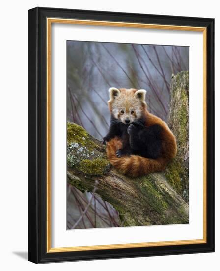 Red Panda (Ailurus Fulgens), Himalayas-Andres Morya Hinojosa-Framed Photographic Print