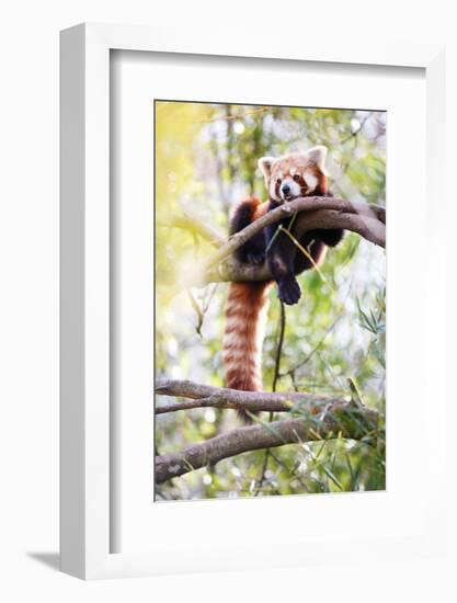Red Panda (Ailurus Fulgens, Lit. Shining Cat )-l i g h t p o e t-Framed Photographic Print