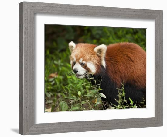 Red Panda (Ailurus Fulgens), Panda Breeding and Research Centre, Chengdu, Sichuan Province, China, -Neale Clark-Framed Photographic Print