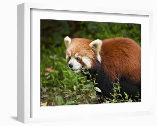 Red Panda (Ailurus Fulgens), Panda Breeding and Research Centre, Chengdu, Sichuan Province, China, -Neale Clark-Framed Photographic Print