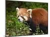 Red Panda (Ailurus Fulgens), Panda Breeding and Research Centre, Chengdu, Sichuan Province, China, -Neale Clark-Mounted Photographic Print