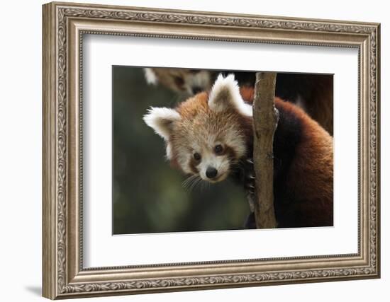 Red Panda (Ailurus Fulgens), Portrait Of Youngster, Captive-Dr. Axel Gebauer-Framed Photographic Print