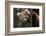 Red Panda (Ailurus Fulgens), Portrait Of Youngster, Captive-Dr. Axel Gebauer-Framed Photographic Print