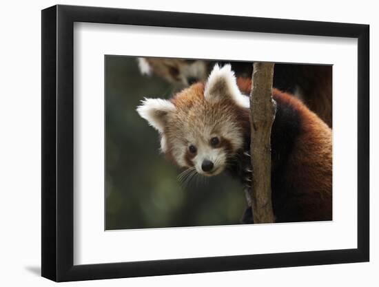 Red Panda (Ailurus Fulgens), Portrait Of Youngster, Captive-Dr. Axel Gebauer-Framed Photographic Print