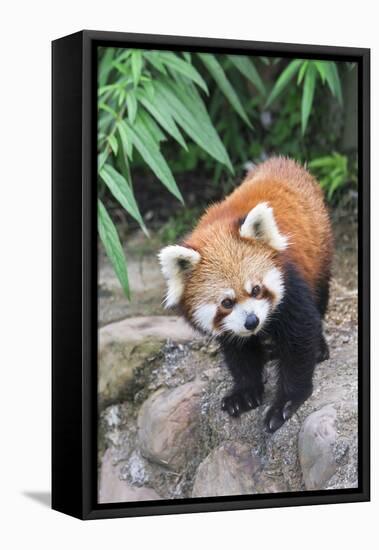 Red Panda (Ailurus Fulgens), Sichuan Province, China, Asia-G & M Therin-Weise-Framed Premier Image Canvas