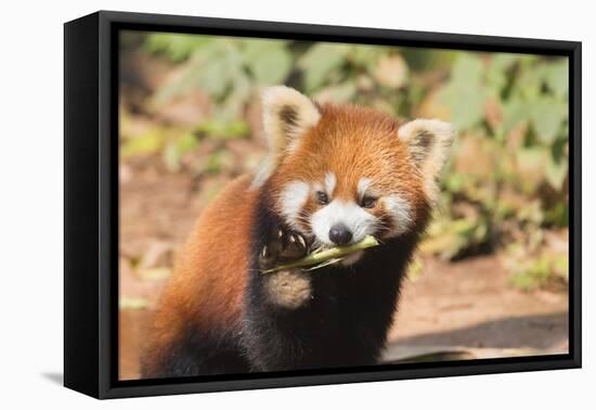 Red Panda (Ailurus Fulgens), Sichuan Province, China, Asia-G & M Therin-Weise-Framed Premier Image Canvas