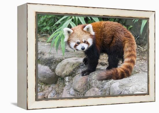 Red Panda (Ailurus Fulgens), Sichuan Province, China, Asia-G & M Therin-Weise-Framed Premier Image Canvas