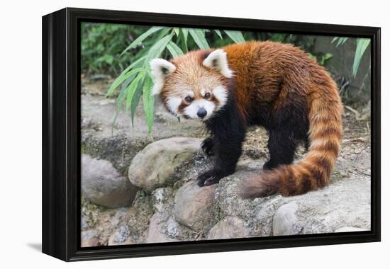 Red Panda (Ailurus Fulgens), Sichuan Province, China, Asia-G & M Therin-Weise-Framed Premier Image Canvas