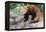 Red Panda (Ailurus Fulgens), Sichuan Province, China, Asia-G & M Therin-Weise-Framed Premier Image Canvas