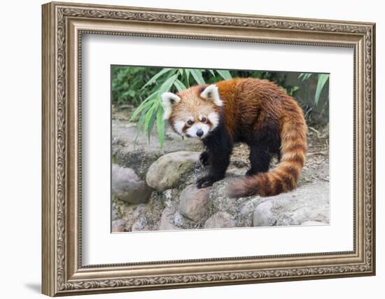 Red Panda (Ailurus Fulgens), Sichuan Province, China, Asia-G & M Therin-Weise-Framed Photographic Print