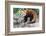 Red Panda (Ailurus Fulgens), Sichuan Province, China, Asia-G & M Therin-Weise-Framed Photographic Print