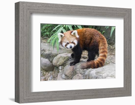 Red Panda (Ailurus Fulgens), Sichuan Province, China, Asia-G & M Therin-Weise-Framed Photographic Print