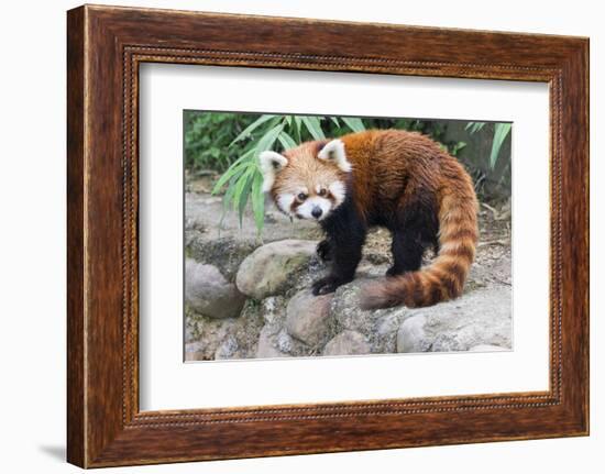 Red Panda (Ailurus Fulgens), Sichuan Province, China, Asia-G & M Therin-Weise-Framed Photographic Print