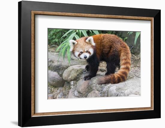 Red Panda (Ailurus Fulgens), Sichuan Province, China, Asia-G & M Therin-Weise-Framed Photographic Print