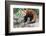 Red Panda (Ailurus Fulgens), Sichuan Province, China, Asia-G & M Therin-Weise-Framed Photographic Print