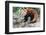 Red Panda (Ailurus Fulgens), Sichuan Province, China, Asia-G & M Therin-Weise-Framed Photographic Print