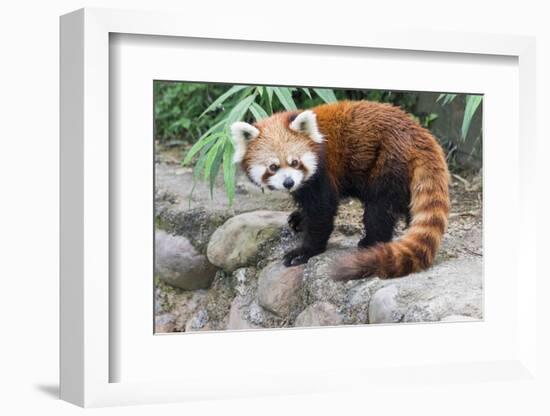 Red Panda (Ailurus Fulgens), Sichuan Province, China, Asia-G & M Therin-Weise-Framed Photographic Print