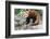 Red Panda (Ailurus Fulgens), Sichuan Province, China, Asia-G & M Therin-Weise-Framed Photographic Print