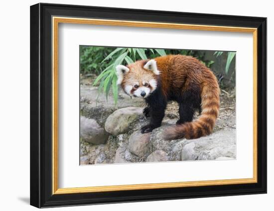 Red Panda (Ailurus Fulgens), Sichuan Province, China, Asia-G & M Therin-Weise-Framed Photographic Print