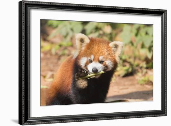 Red Panda (Ailurus Fulgens), Sichuan Province, China, Asia-G & M Therin-Weise-Framed Photographic Print