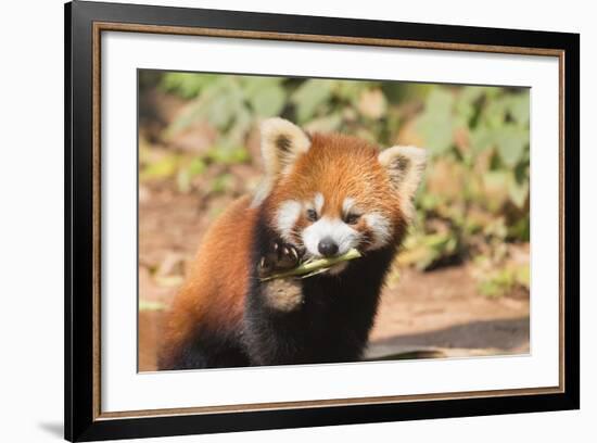 Red Panda (Ailurus Fulgens), Sichuan Province, China, Asia-G & M Therin-Weise-Framed Photographic Print