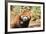 Red Panda (Ailurus Fulgens), Sichuan Province, China, Asia-G & M Therin-Weise-Framed Photographic Print