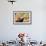 Red Panda (Ailurus Fulgens), Sichuan Province, China, Asia-G & M Therin-Weise-Framed Photographic Print displayed on a wall