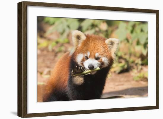 Red Panda (Ailurus Fulgens), Sichuan Province, China, Asia-G & M Therin-Weise-Framed Photographic Print