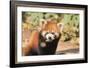 Red Panda (Ailurus Fulgens), Sichuan Province, China, Asia-G & M Therin-Weise-Framed Photographic Print