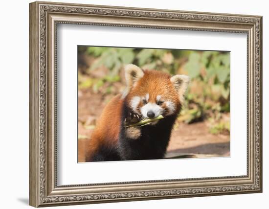 Red Panda (Ailurus Fulgens), Sichuan Province, China, Asia-G & M Therin-Weise-Framed Photographic Print