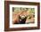 Red Panda (Ailurus Fulgens), Sichuan Province, China, Asia-G & M Therin-Weise-Framed Photographic Print