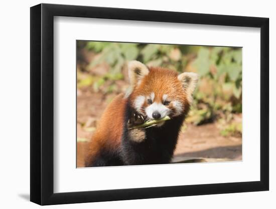 Red Panda (Ailurus Fulgens), Sichuan Province, China, Asia-G & M Therin-Weise-Framed Photographic Print