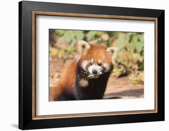 Red Panda (Ailurus Fulgens), Sichuan Province, China, Asia-G & M Therin-Weise-Framed Photographic Print