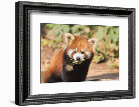 Red Panda (Ailurus Fulgens), Sichuan Province, China, Asia-G & M Therin-Weise-Framed Photographic Print