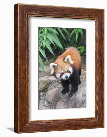 Red Panda (Ailurus Fulgens), Sichuan Province, China, Asia-G & M Therin-Weise-Framed Photographic Print