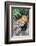 Red Panda (Ailurus Fulgens), Sichuan Province, China, Asia-G & M Therin-Weise-Framed Photographic Print