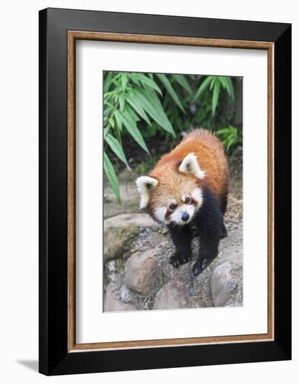 Red Panda (Ailurus Fulgens), Sichuan Province, China, Asia-G & M Therin-Weise-Framed Photographic Print