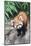 Red Panda (Ailurus Fulgens), Sichuan Province, China, Asia-G & M Therin-Weise-Mounted Photographic Print