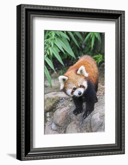 Red Panda (Ailurus Fulgens), Sichuan Province, China, Asia-G & M Therin-Weise-Framed Photographic Print