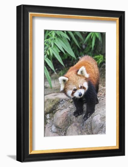 Red Panda (Ailurus Fulgens), Sichuan Province, China, Asia-G & M Therin-Weise-Framed Photographic Print