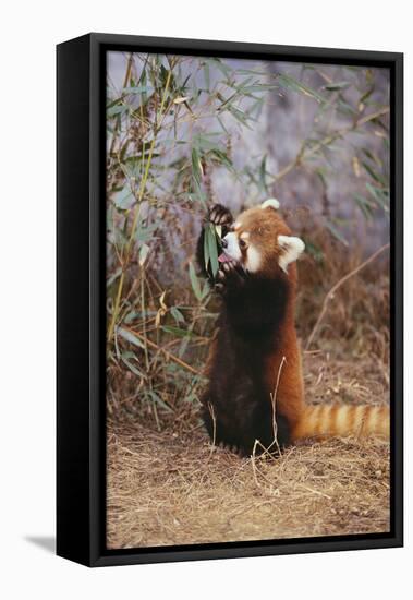 Red Panda Eating Bamboo Leaves-DLILLC-Framed Premier Image Canvas