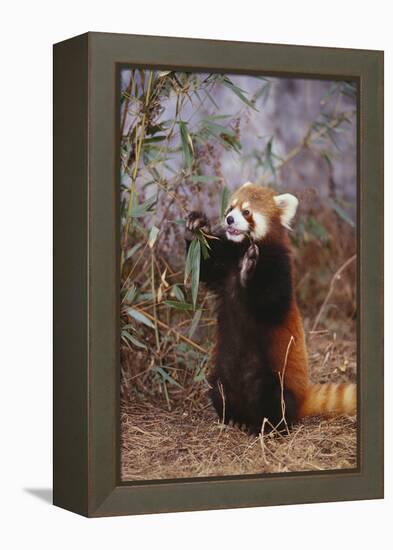 Red Panda Eating Bamboo Leaves-DLILLC-Framed Premier Image Canvas