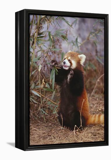 Red Panda Eating Bamboo Leaves-DLILLC-Framed Premier Image Canvas