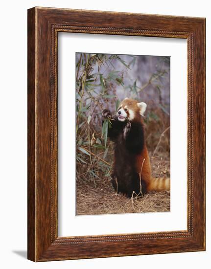 Red Panda Eating Bamboo Leaves-DLILLC-Framed Photographic Print