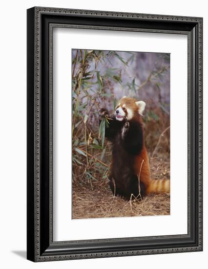 Red Panda Eating Bamboo Leaves-DLILLC-Framed Photographic Print